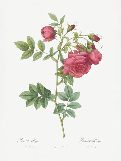 poster-print-turnip-roses-les-roses-1817-1824