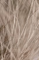 acrylic-print-summer-grass-3