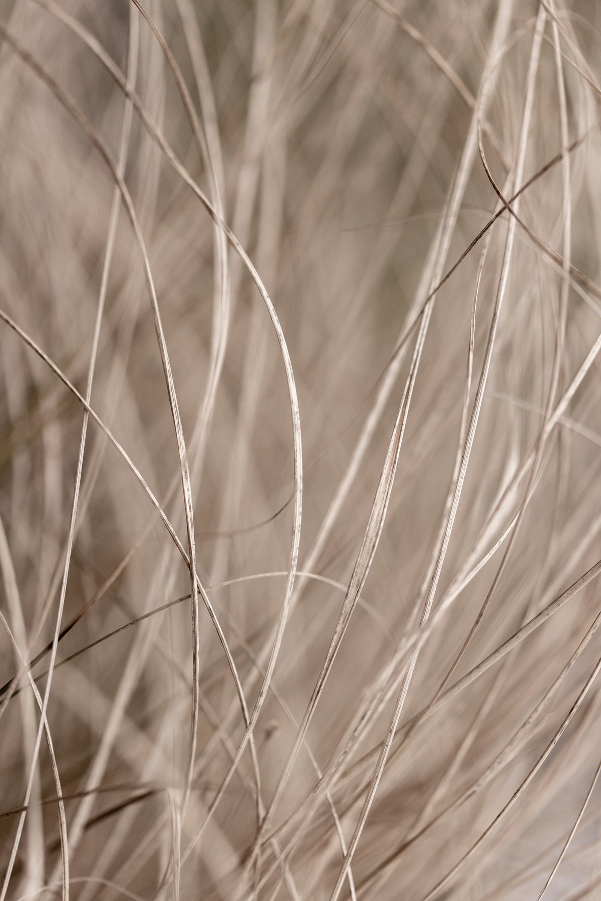 acrylic-print-summer-grass-3