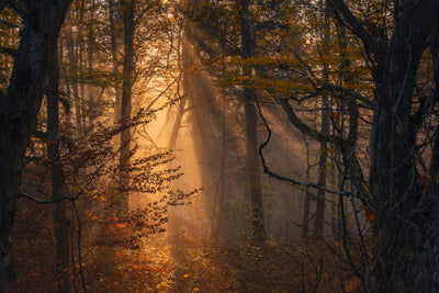 poster-print-in-fall-2