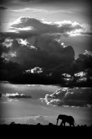 poster-print-he-walks-under-an-african-sky