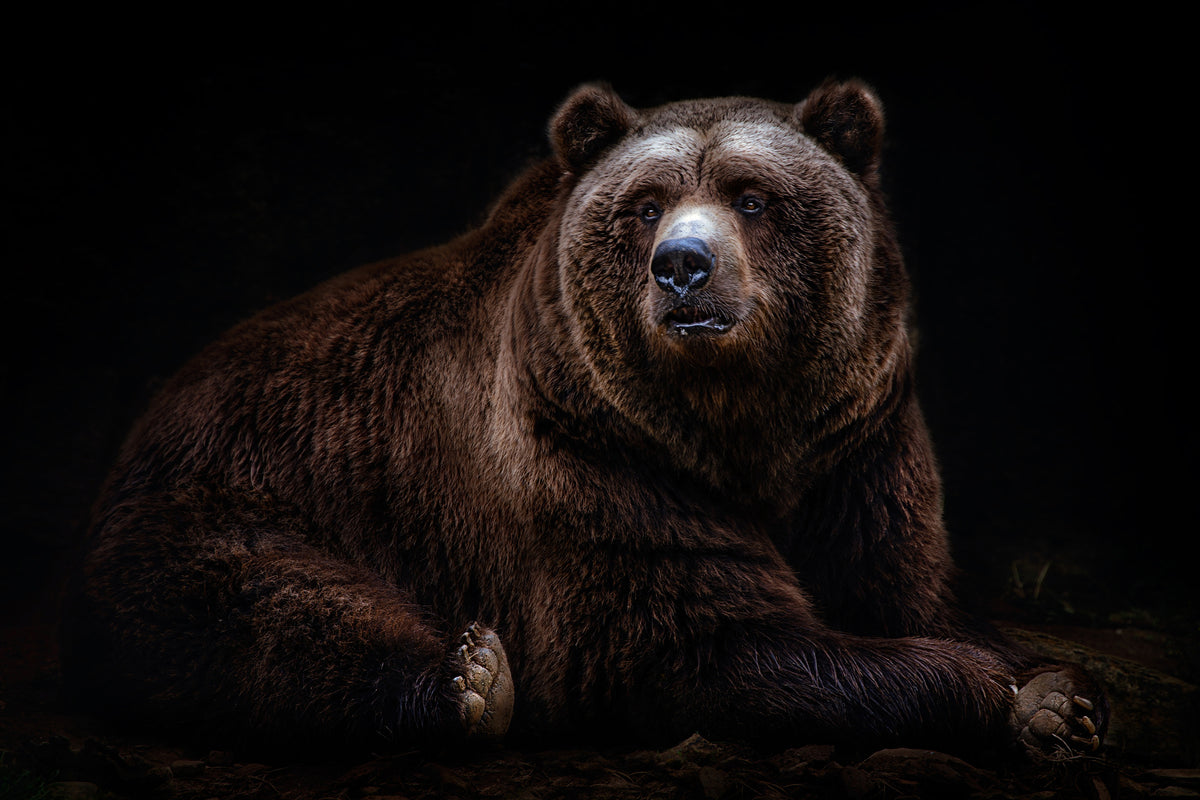 framedcanvas-print-bear-portrait-xav