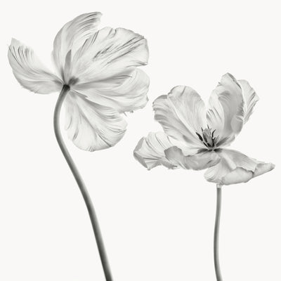 poster-print-same-tulip-front-and-backview