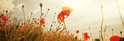 panoramic-poster-print-the-poppy-field-at-sunrise-panorama