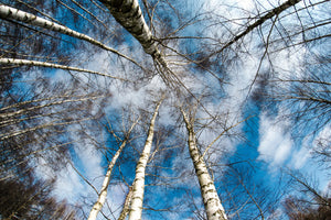 modern-3-piece-aluminium-print-birch-crowns