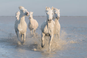 canvas-print-horses-xue