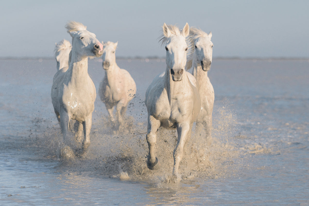 canvas-print-horses-xue