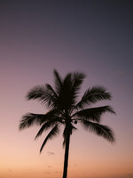 framedcanvas-print-costa-rica-palm-tree
