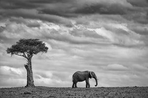 modern-3-piece-canvas-print-elephant-landscape