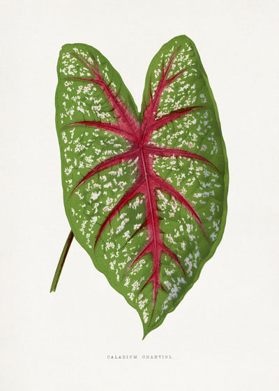 poster-print-green-caladium-chantini