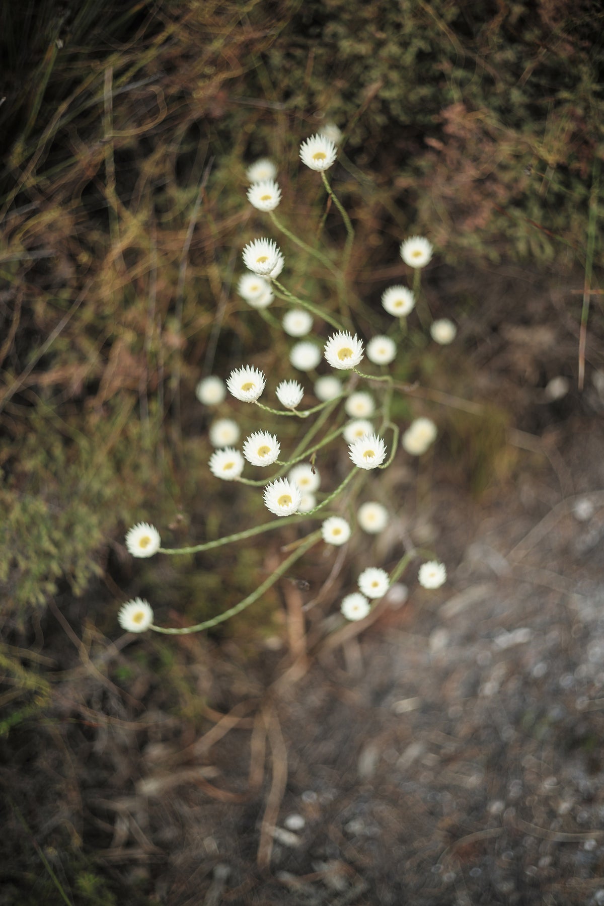 acrylic-print-petals-in-focus