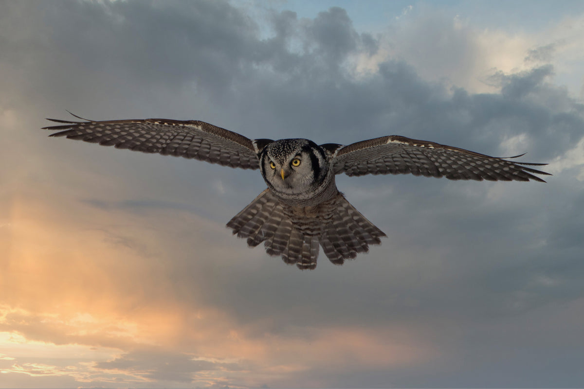 framedposter-print-sky-patrol-x
