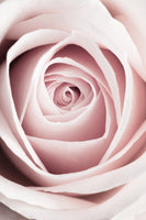 aluminium-print-pink-rose-no-1