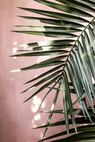 aluminium-print-palm-leaves-23