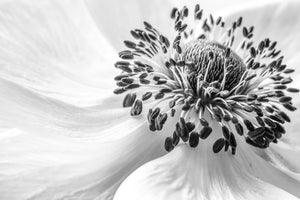 modern-3-piece-acrylic-print-anemone-2