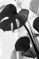 acrylic-print-monstera-bw