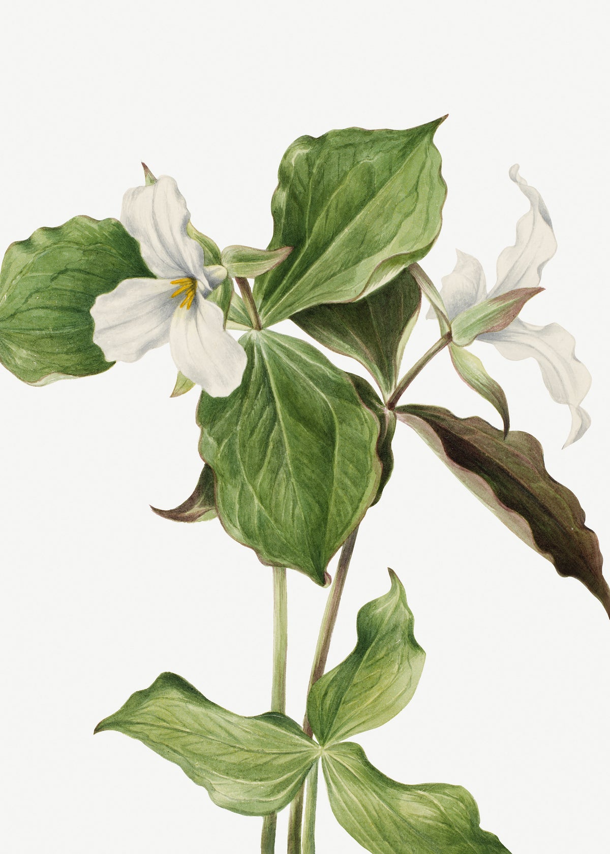 framedcanvas-print-large-white-trillium