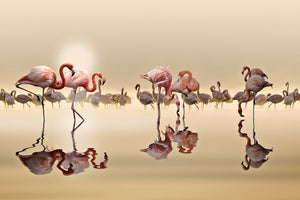 aluminium-print-flamingos-x