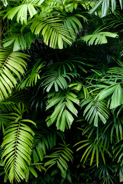 poster-print-green-oasis-of-the-tropics