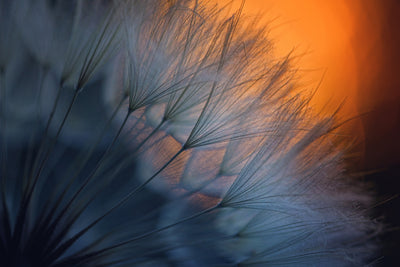 poster-print-feathers-p