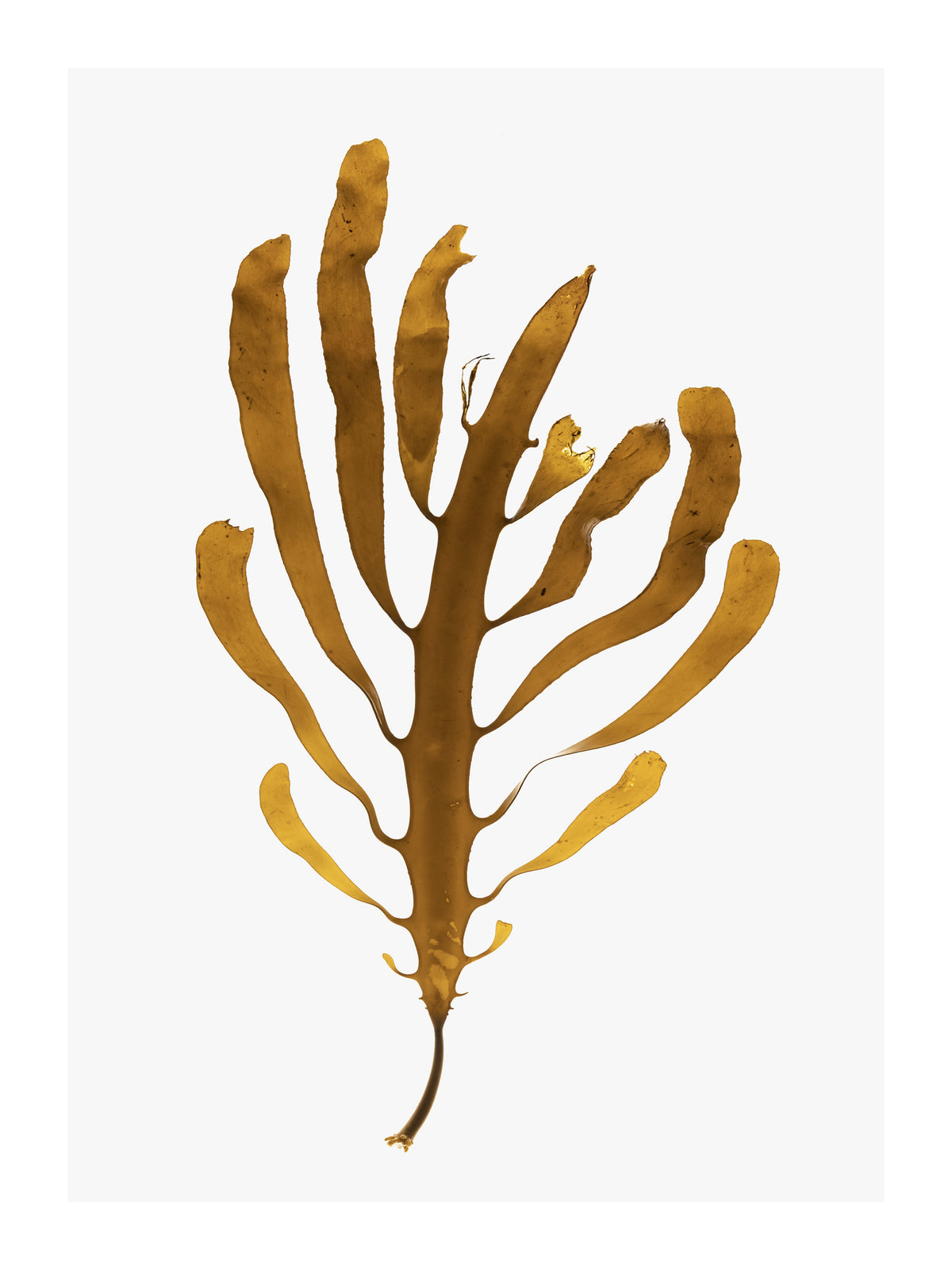 framedposter-print-tides-preserved
