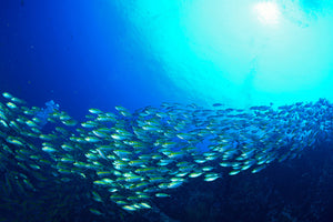 framedcanvas-print-shoal-of-fish