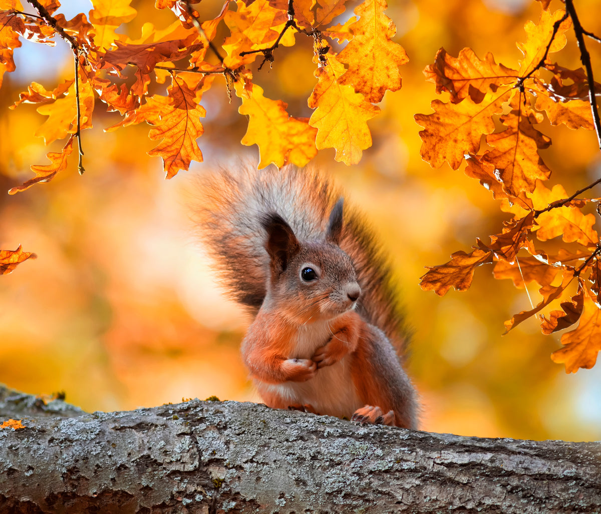 4-piece-canvas-print-squirrels-in-the-fall-leaves