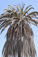 framedcanvas-print-winter-palm-dreams