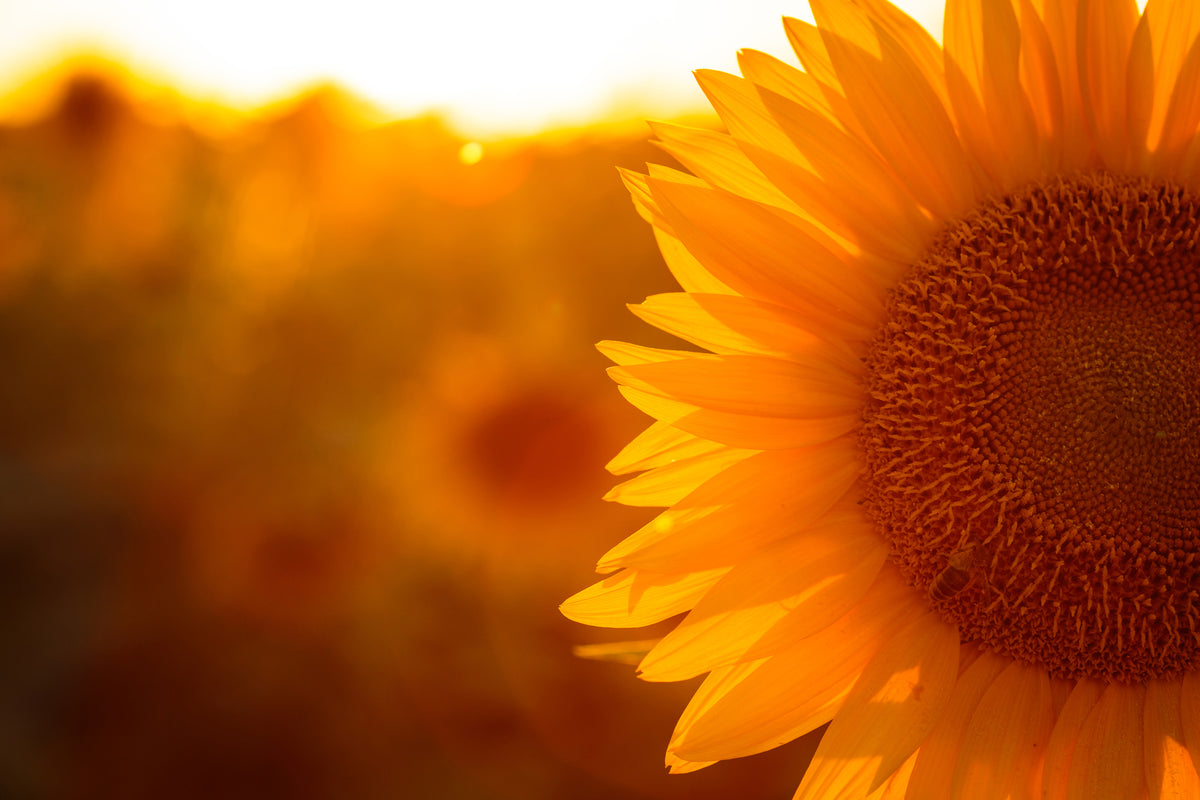 framedcanvas-print-macro-sunflower