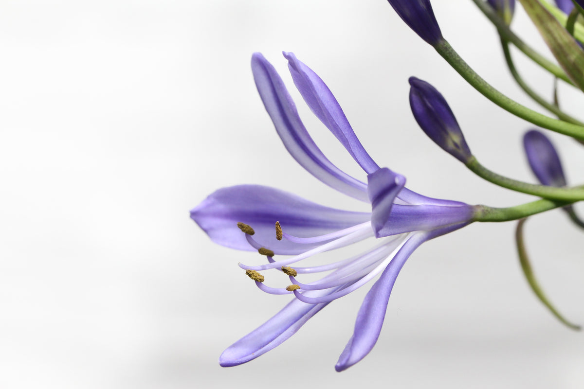 framedposter-print-lily-flower-in-purple