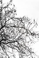 canvas-print-winter-silhouettes-5