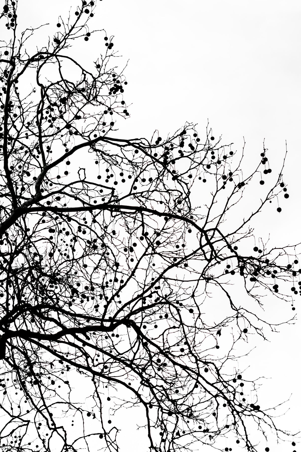 canvas-print-winter-silhouettes-5