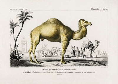 poster-print-camel-camelus