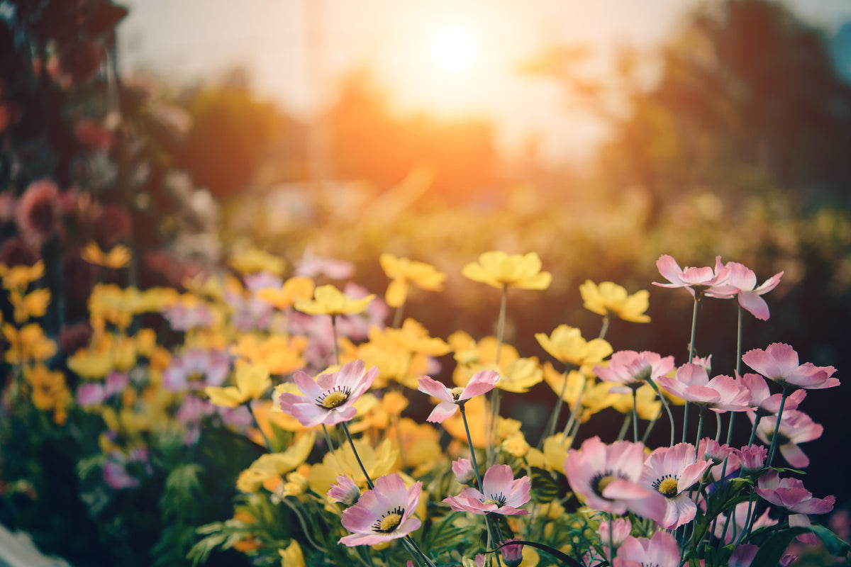aluminium-print-the-flowers