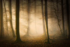 canvas-print-november-whispers-x