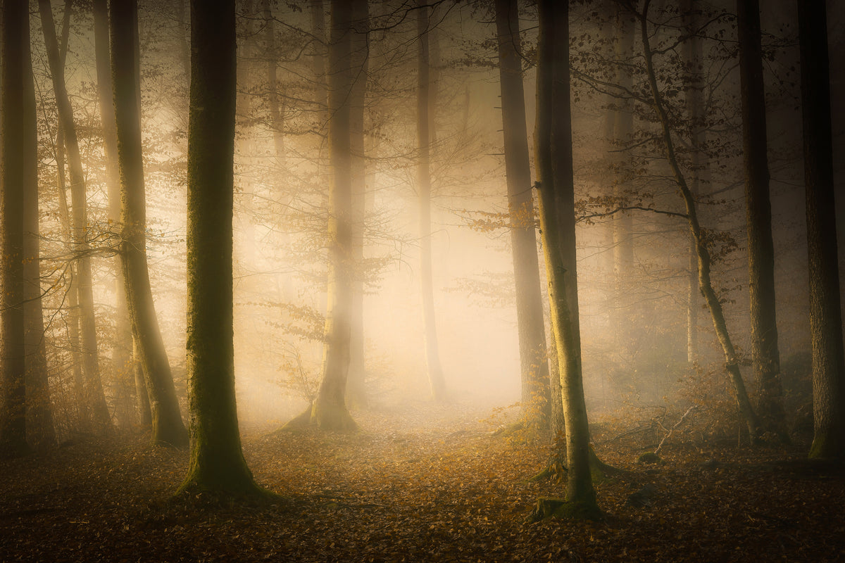canvas-print-november-whispers-x