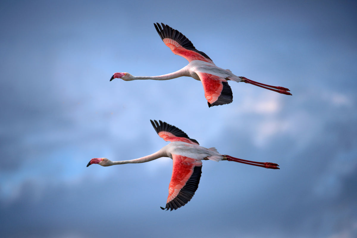 acrylic-print-greater-flamingos-x