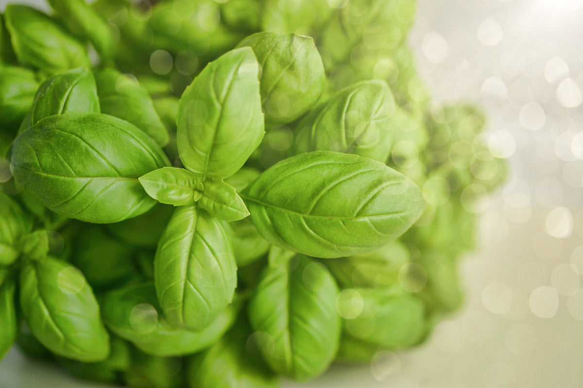 3-piece-canvas-print-a-bouquet-of-basil