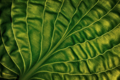 poster-print-leaf-of-a-hosta
