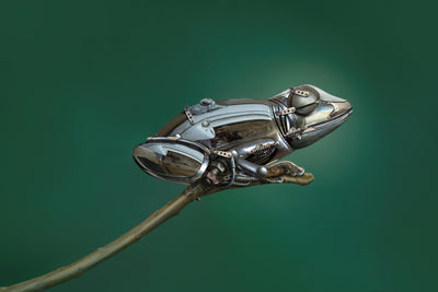 poster-print-frog