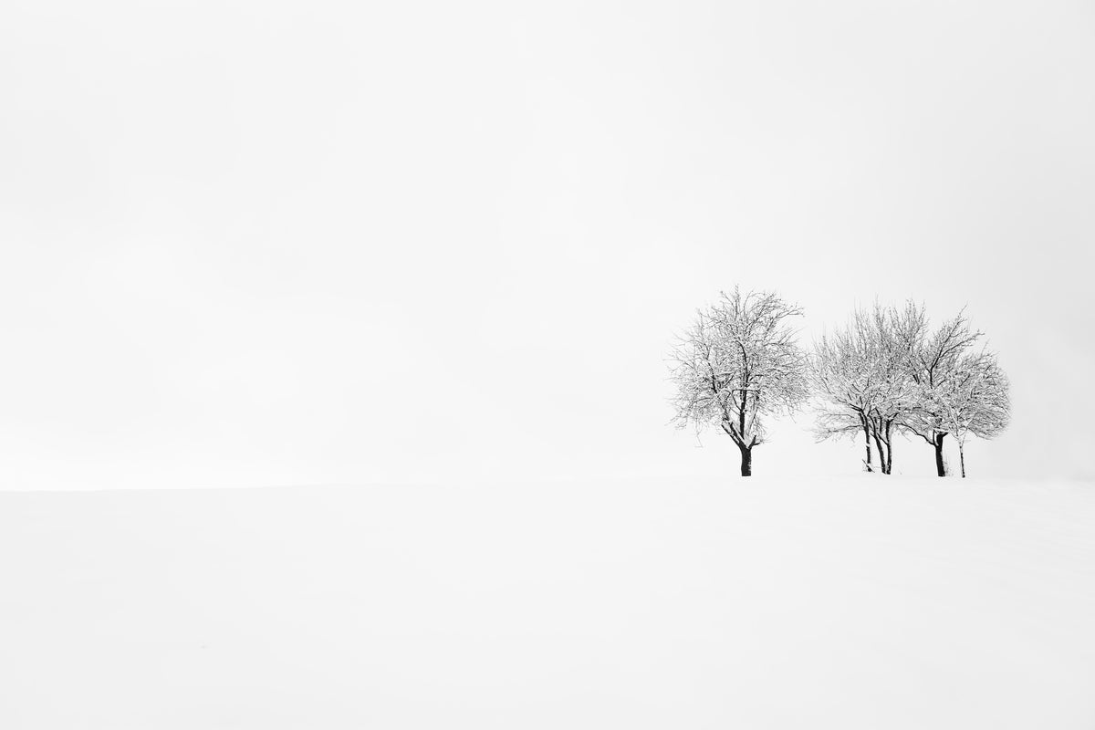 canvas-print-tree-and-silence-x