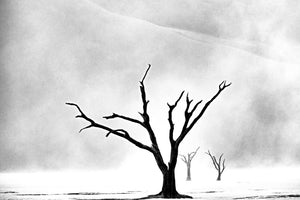 aluminium-print-namibia-the-spirit-of-wilderness-3