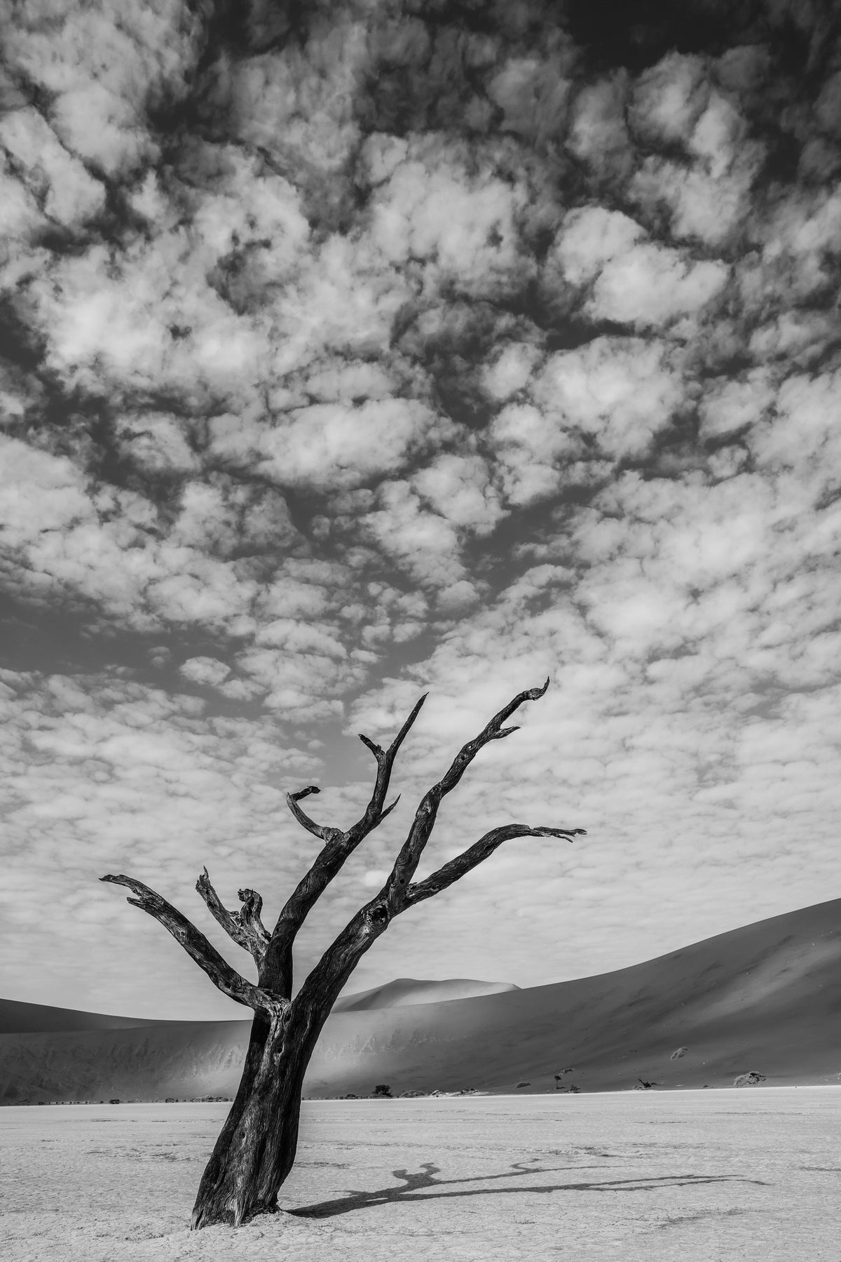 canvas-print-solitary-tree-in-a-desert-landscape