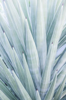 framedposter-print-azure-agave-dance