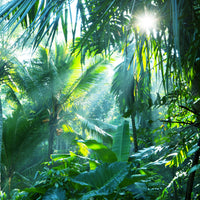 poster-print-in-tropical-forest