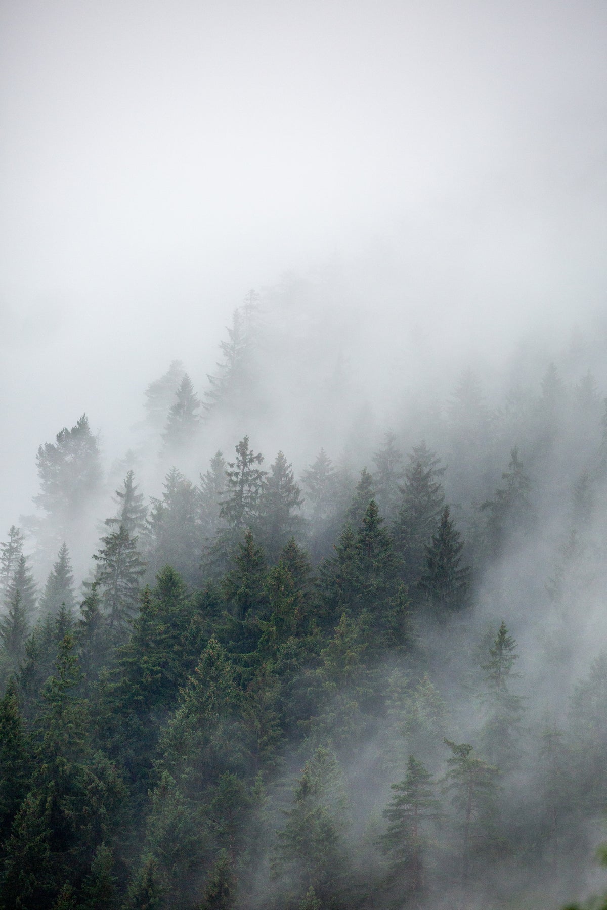 poster-print-foggy-morning-2