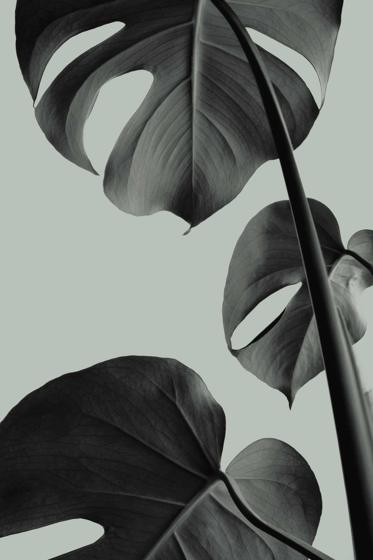 framedcanvas-print-monstera-teal-03