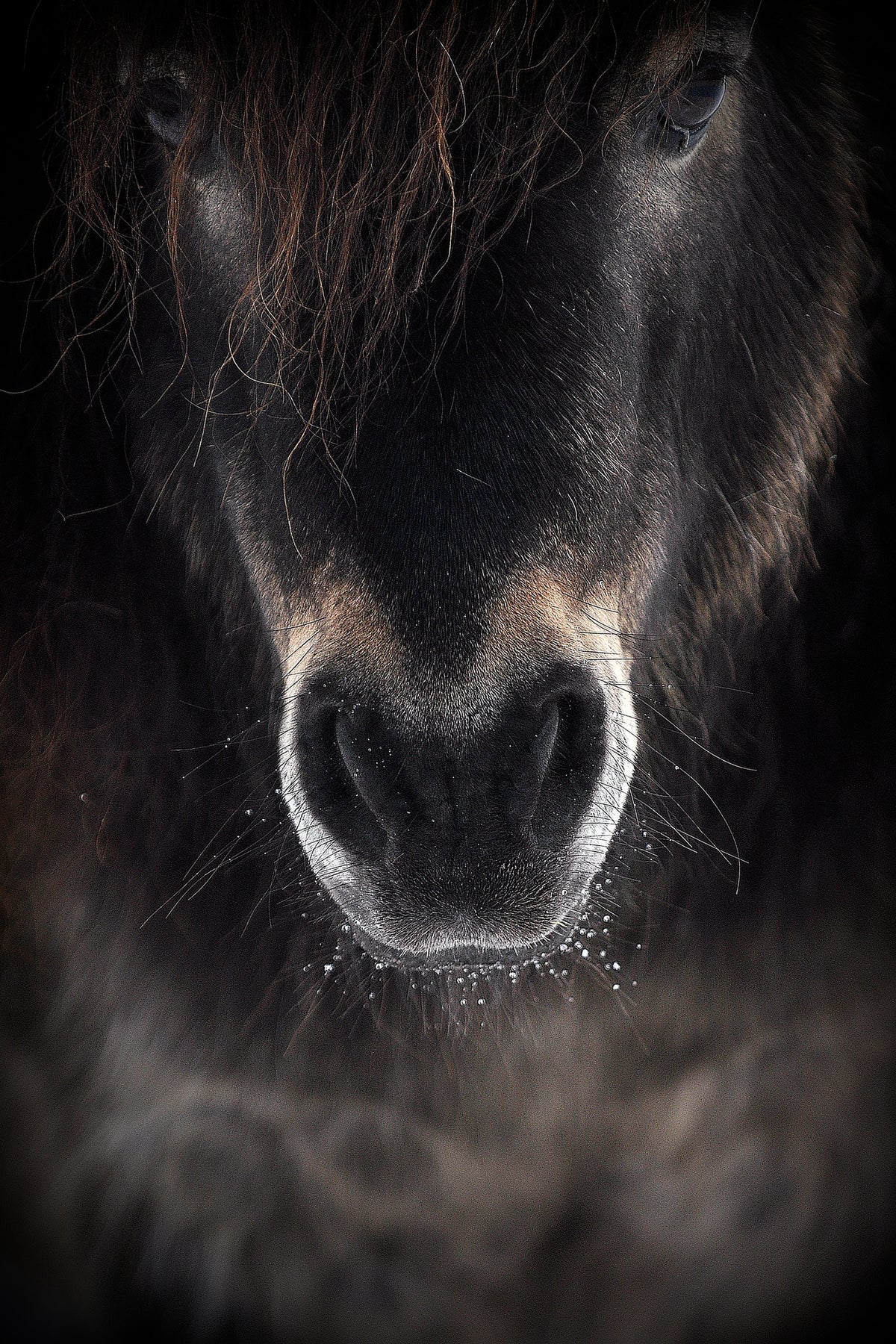 canvas-print-ulysses-x