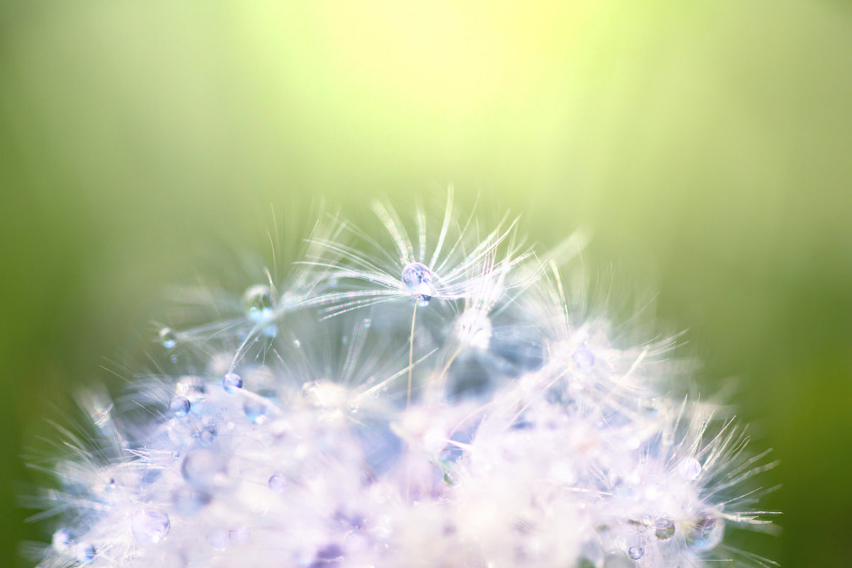 3-piece-canvas-print-dandelion-xl-in-morning-dew