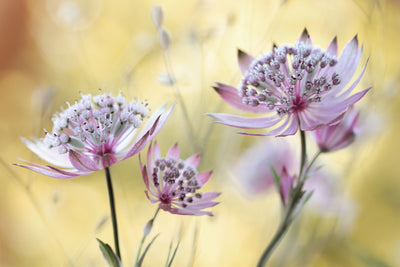 poster-print-astrantia-major